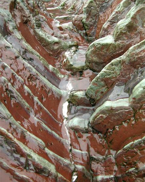 Ribs (5588)